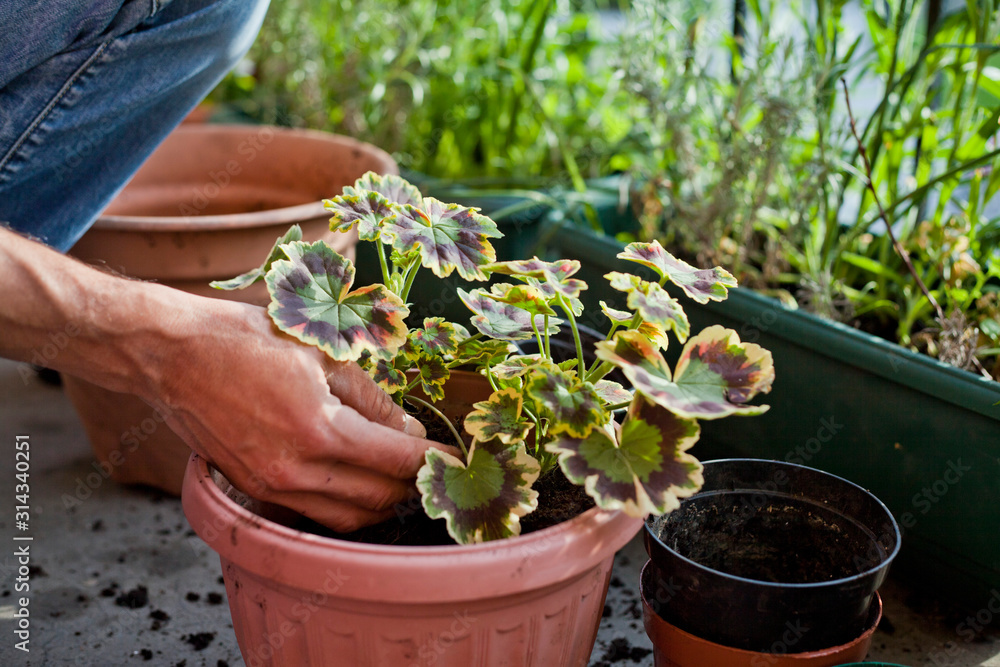 Gardening activity on the sunny balcony - repotting the plant Three-coloured Geranium - Pelargonium tricolour with decorative red, yellow and green leaves. Gardening activity on the sunny balcony - repotting the plant Three-coloured Geranium - Pelargonium tricolour with decorative red, yellow and green leaves.