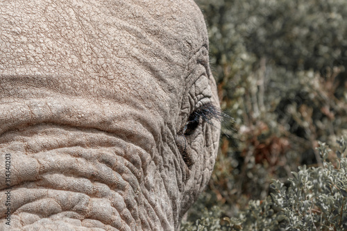 Auge und Rüsselansatz eines afrikanischen Elefants in Nahaufnahme