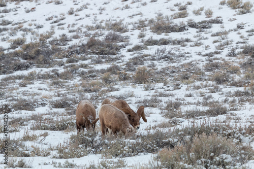 Bighorn Sheep in Wyoming in Winter