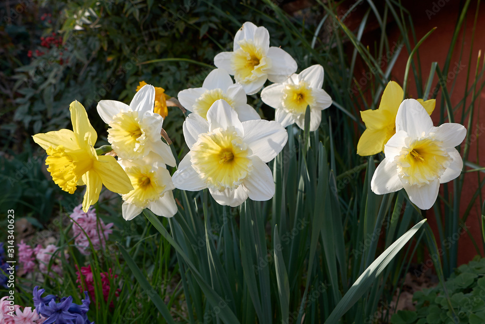 Narcissus Narcissus
