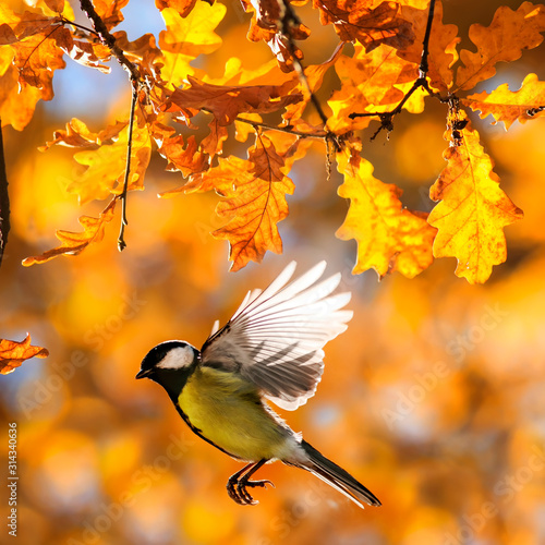 beautiful little bird tit flies in the autumn clear Park by the branch of an ...