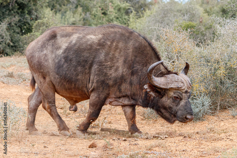 Männlicher alter Kaffernbüffel