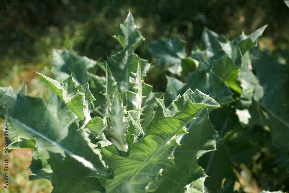 Onopordum acanthium Onopordum acanthium
