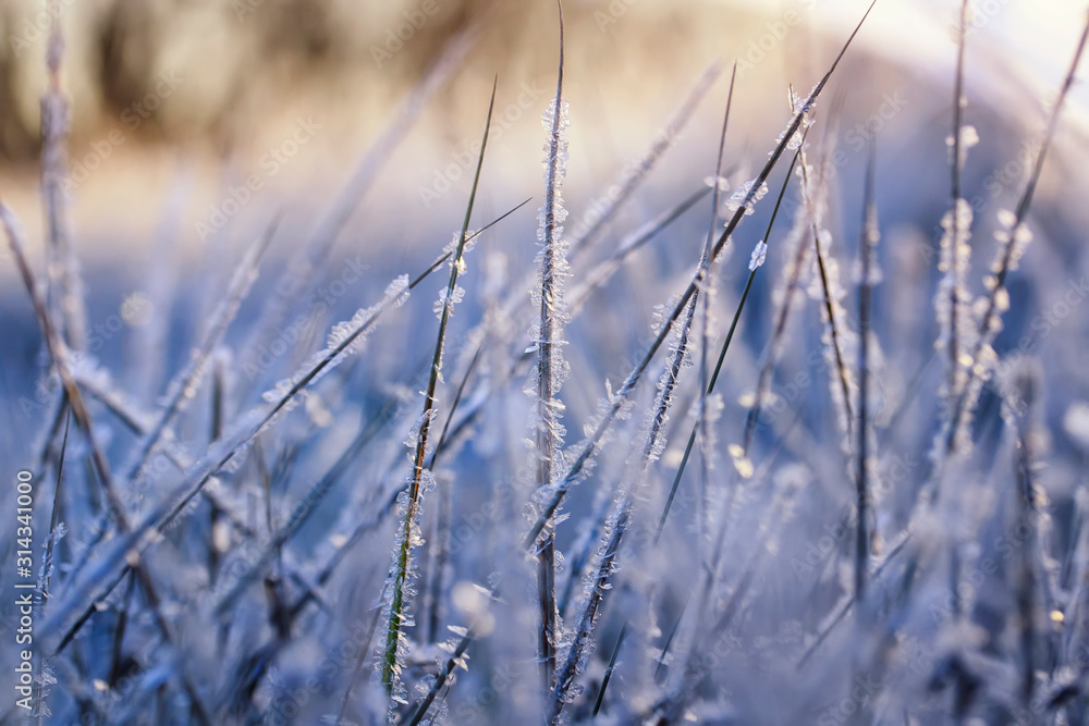 beautiful natural background with dry grass covered with shiny frosty ice and frost crystals in the Sunny cold fresh morning beautiful natural background with dry grass covered with shiny frosty ice and frost crystals in the Sunny cold fresh morning