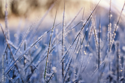 beautiful natural background with dry grass covered with shiny frosty ice and frost crystals in the Sunny cold fresh morning © nataba