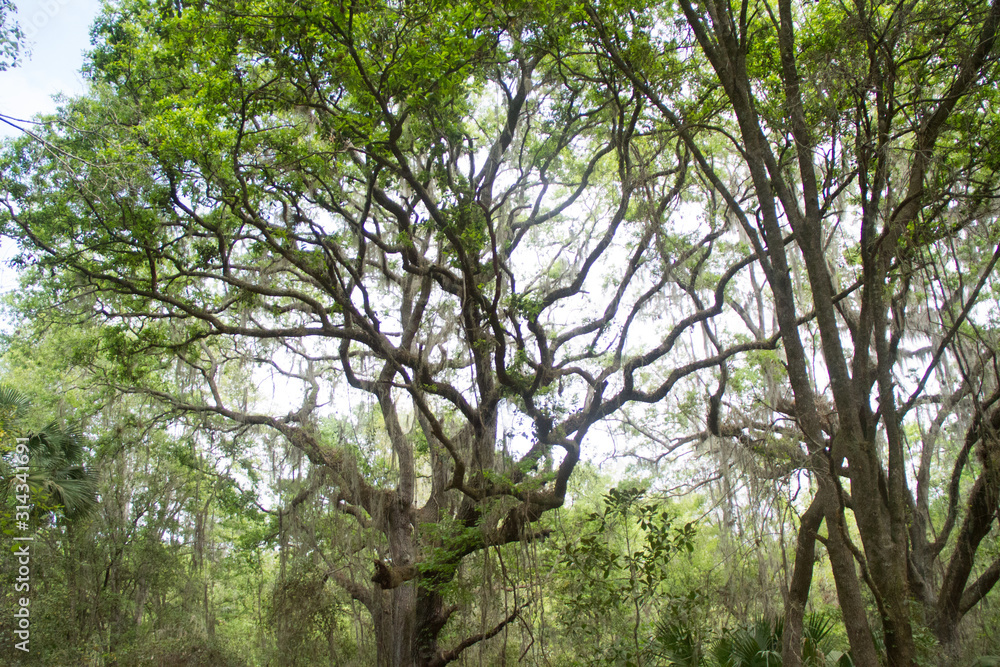 Fototapeta premium tree in the park