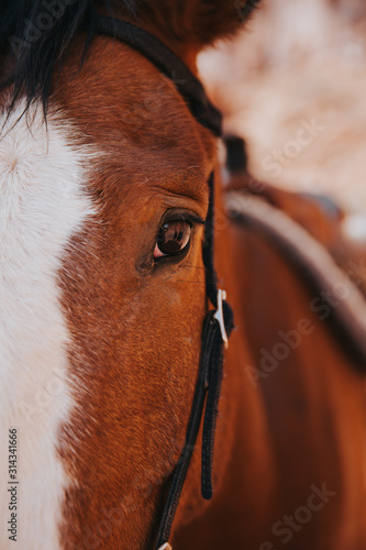 Croiser le regard d'un cheval à Monument Valley