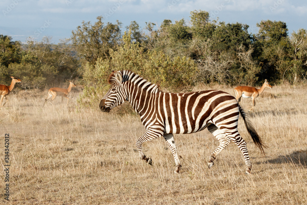 Fototapeta premium Ein laufendes Zebra