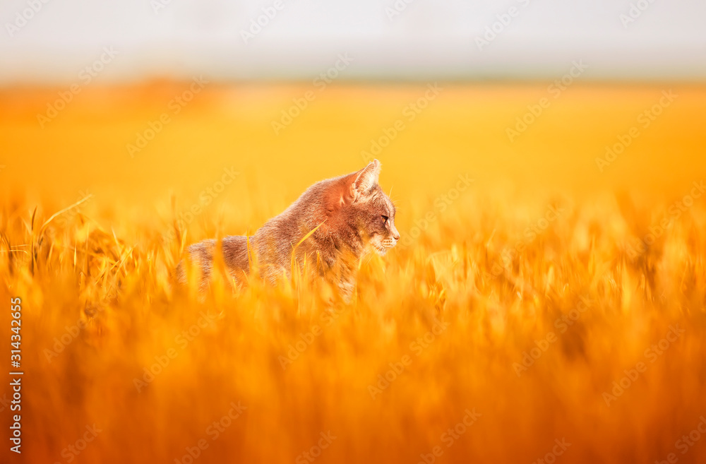portrait of a cute gray cat sitting among Golden ears of wheat on a farm field on a summer Sunny day portrait of a cute gray cat sitting among Golden ears of wheat on a farm field on a summer Sunny day