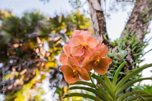 Light orange orchid with green leaf background. Beautiful nature blossom flowers on a tree
