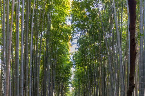 Vegetal background of the famous bamboo forest located in Arashiyama near Kyoto, Japan.