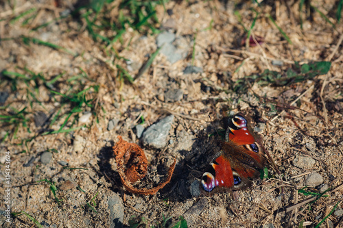 red butterfly sits on ground and basks in sun.