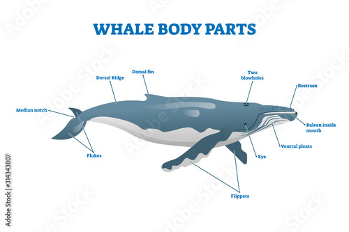 Whale body parts vector illustration. Labeled educational mammal structure.