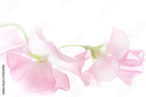 ピンクの花びら