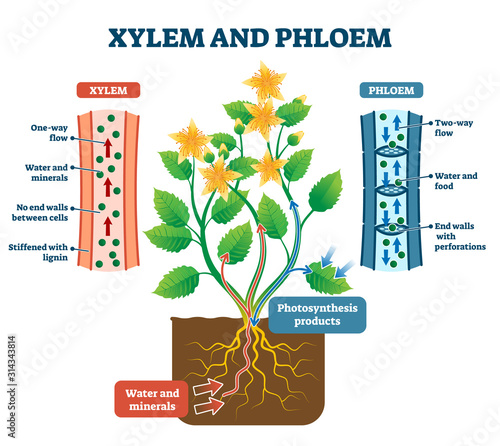 Xylem and phloem vector illustration. Labeled plant transportation scheme. photo
