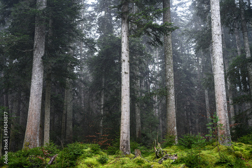 Wald im Schwarzwald