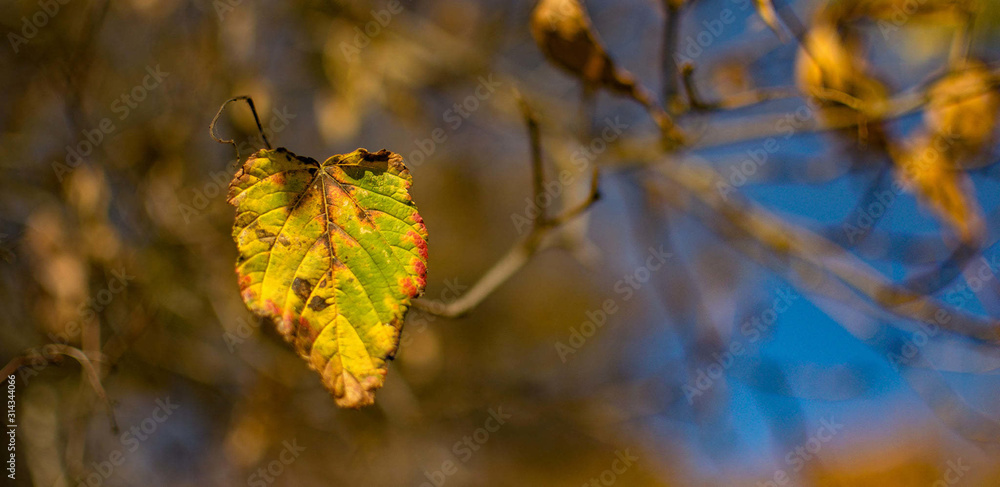 Leaf Autumn Leaf Autumn