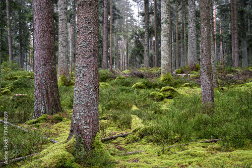 Wallpaper Mural Wald im Schwarzwald Torontodigital.ca