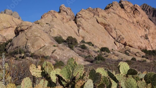 Prickly pear cactus (Opuntia), Saguaro National Park, Arizona, USA