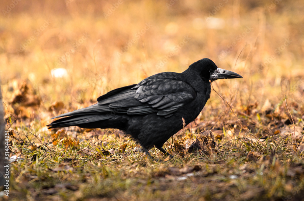 Fototapeta premium Rook on earth looking for food, a sharp exponential and illustrative frame of a bird