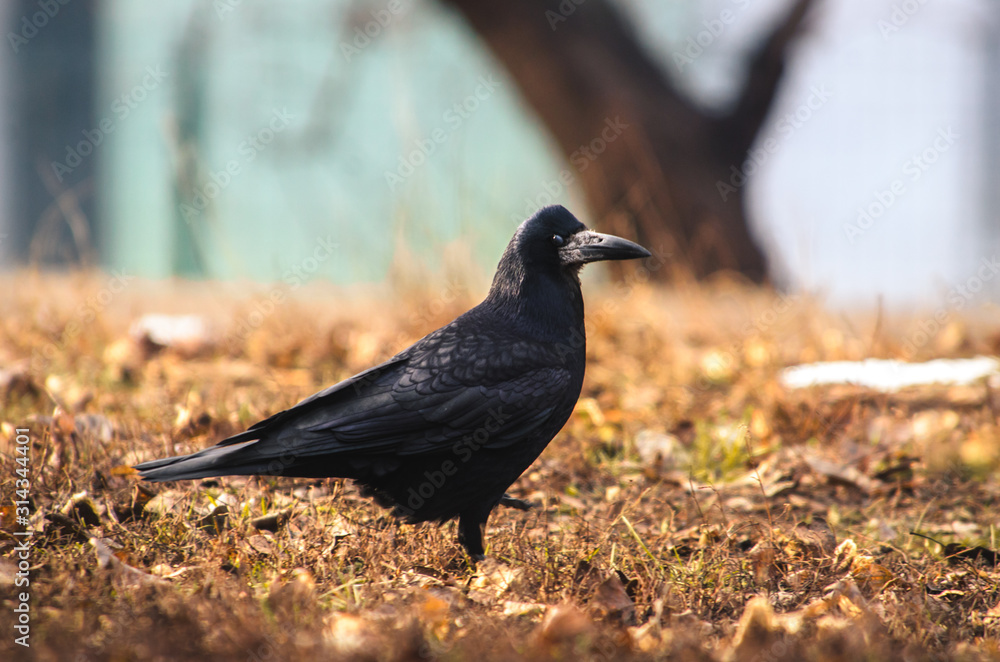 A rook bird runs somewhere on a beautiful background, the photo is in focus and sharp A rook bird runs somewhere on a beautiful background, the photo is in focus and sharp
