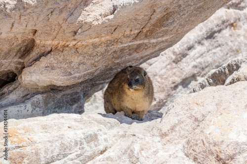 Klippschliefer im SChatten unter Felsen photo