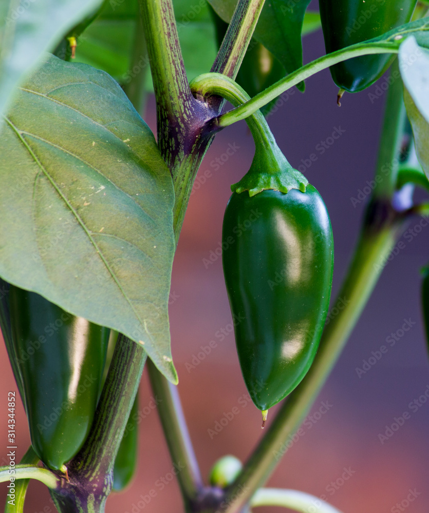 Jalapeno Pepper Plant Leaves