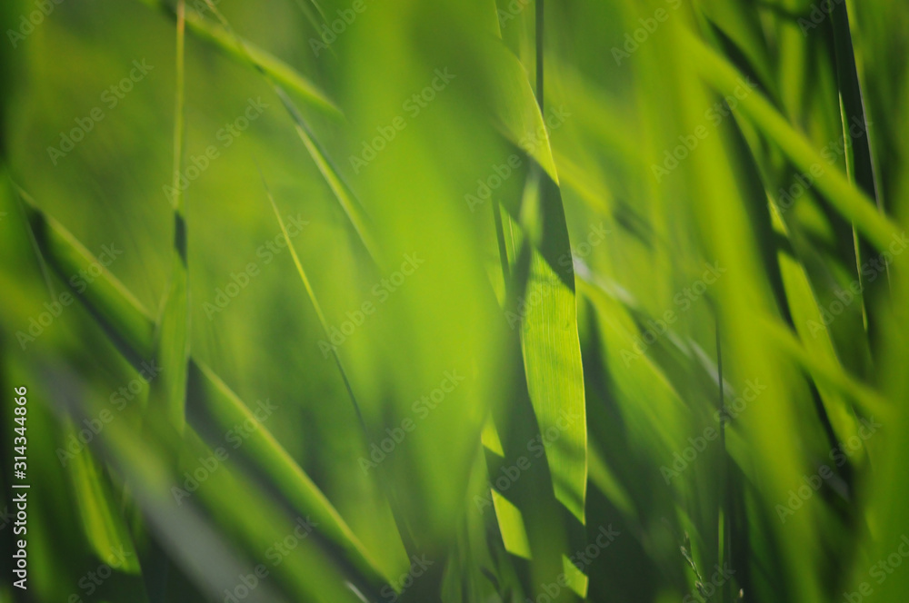 Blurred background of fresh green grass closeup