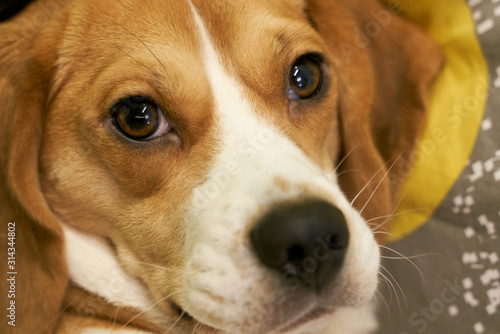 Ginger colored Beagle, hanging long ears, brown expressive eyes, white nose, lying in bed with blanket and pillow, preparing for bed. Close-up portrait of dogs muzzle. Horizontal shot of animal