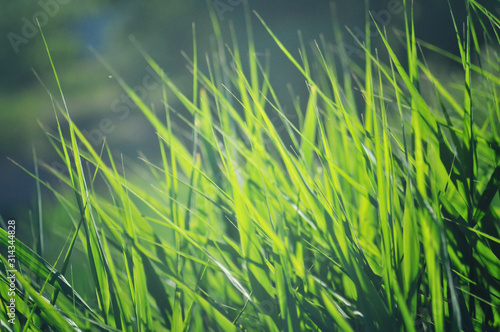 Blurred background of fresh green grass closeup © Olga