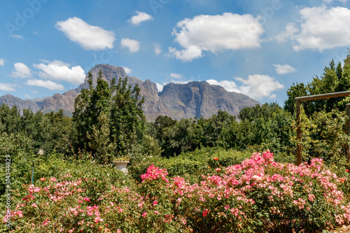 Berg hinter Bäumen und rosa Blüten bei Stellenbosch, Südafrika