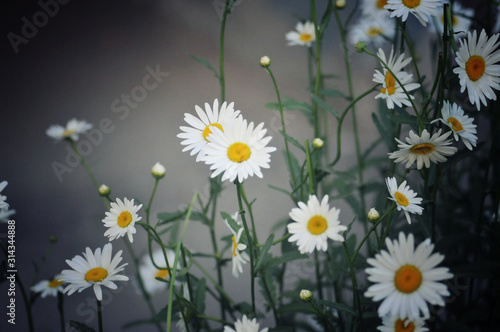 Fototapeta Naklejka Na Ścianę i Meble -  early summer.  Close-up of daisy flower.  green floral fresh background
