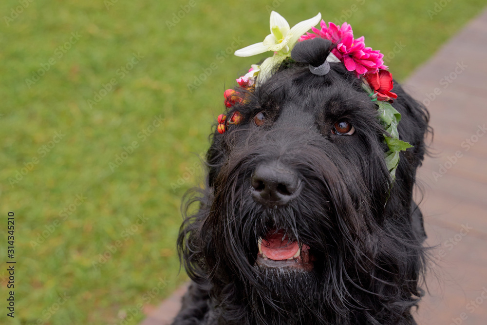 Large black dog sit on path, looking directly into camera, friendly Pets wear wreaths on their heads in form of flowers. Funny docile animals enjoy warm spring day. Free space for advertising.