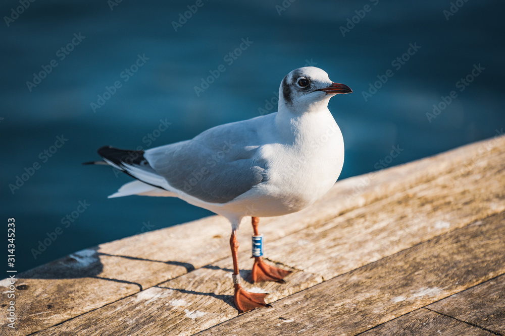 Small specimen of Black-headed gull in its winter plumage Small specimen of Black-headed gull in its winter plumage