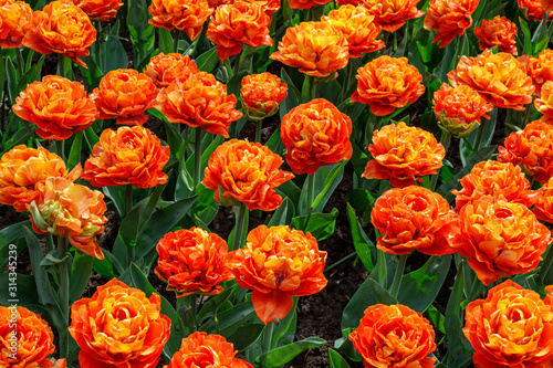 Fimbriated orange tulips in blossom, close up, colourful background.  Spring, South Holland, Netherlands.  © Telly