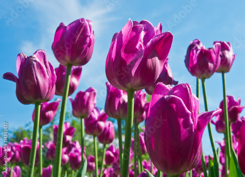 purple tulips against blue sky in sunny spring day