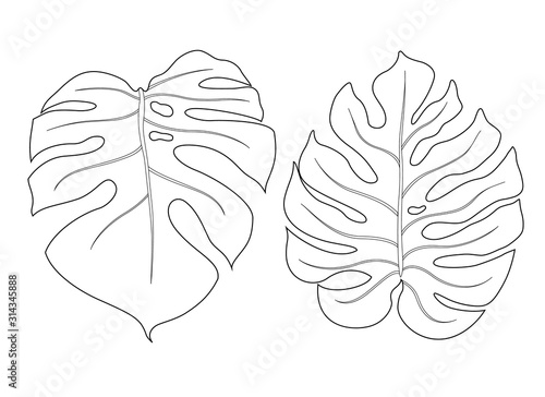 Monstera leaf outline vector illustration. Set of tropical leaves isolated on white background.