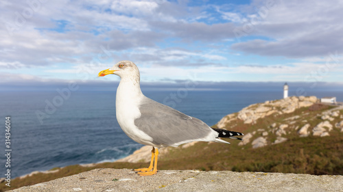 A seagull on a wall on the Atlantic coast in northern Spain in Galicia with sunshine and a blue sky. In the background the rocky coastal landscape and the Roncadoira lighthouse.