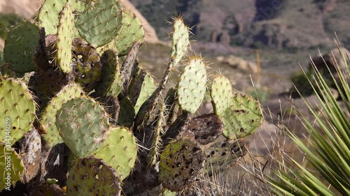 Prickly pear cactus (Opuntia), Saguaro National Park, Arizona, USA