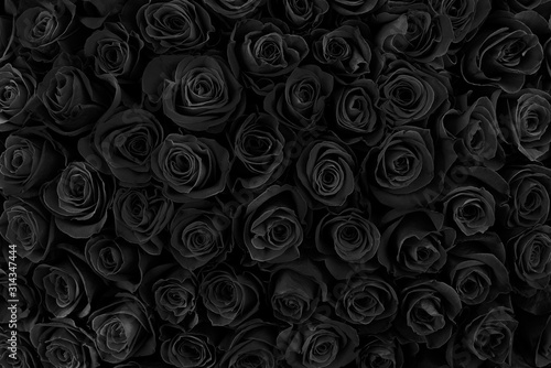 beautiful black roses. floral background