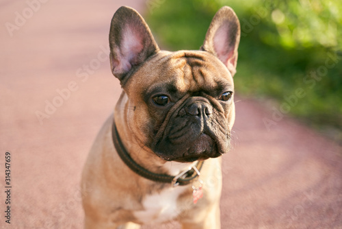 French bulldog orange color sits on track, serious doggie, on background of Sunny grass, profile. Close-up portrait of dogs muzzle. Walking pet in autumn. Horizontal shot of animal © EverGrump
