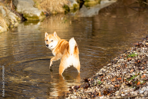 Shiba Inu dog playing in the water of a stream in the park.
