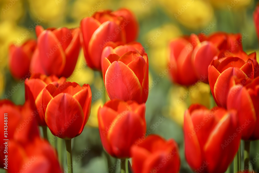 チューリップの花畑