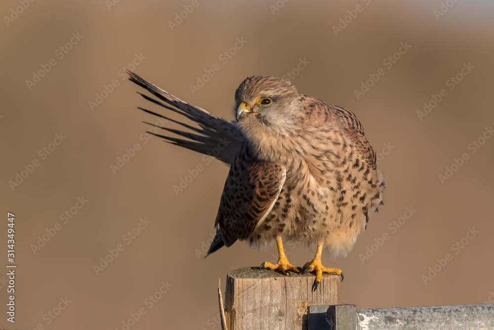 Kestrel Preening on Wooden Post Kestrel Preening on Wooden Post