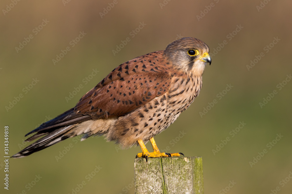 Kestrel Perched on Post Kestrel Perched on Post