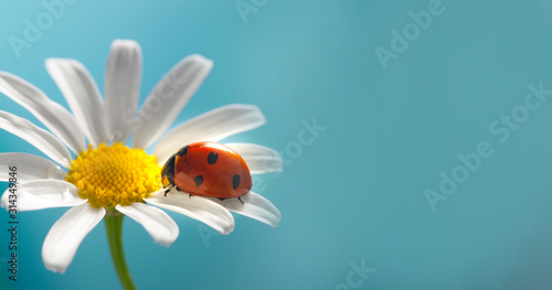 red ladybug on camomile flower, ladybird creeps on stem of plant in spring in garden in summer