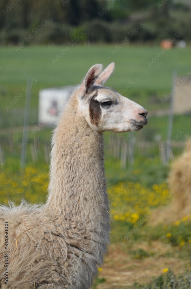 Obraz premium Llama lama in the zoo outdoors