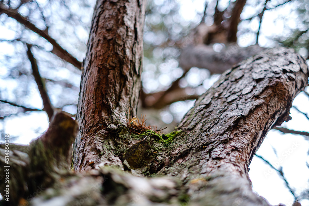 tree trunks in autumn without leaves and shallow depth of field against the sky tree trunks in autumn without leaves and shallow depth of field against the sky
