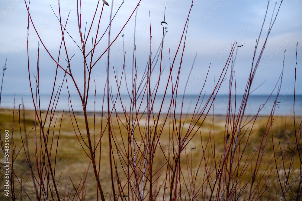 empty sea beach in autumn with some bushes and dry grass empty sea beach in autumn with some bushes and dry grass