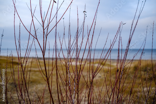 empty sea beach in autumn with some bushes and dry grass